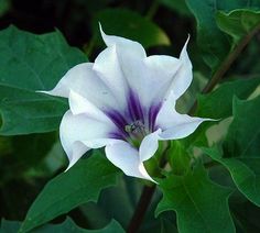 a white and purple flower with green leaves