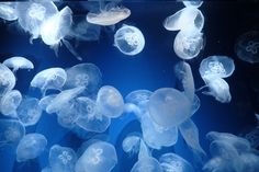 many jellyfish are swimming in the water