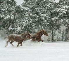 two horses running in the snow near some trees