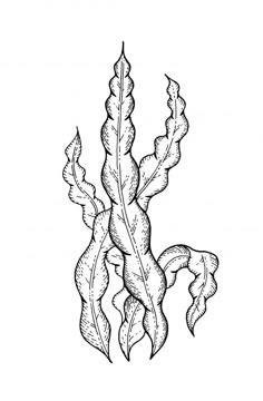 an ink drawing of a plant with leaves