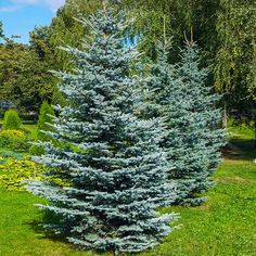 blue fir trees in the middle of a park