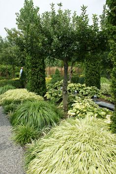 an outdoor garden with lots of plants and trees