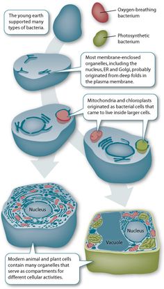 the structure of an animal cell is shown in this diagram, which shows how it looks like