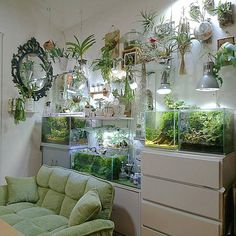 a room filled with lots of different types of plants and fish tanks on the wall