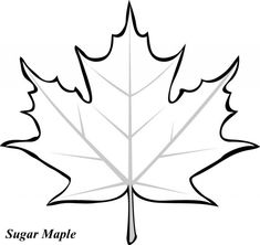 the outline of a maple leaf for sugar maple coloring pages, free printables