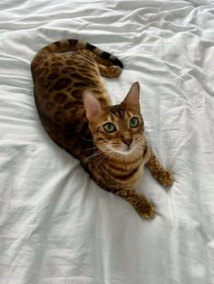 a cat laying on top of a white bed