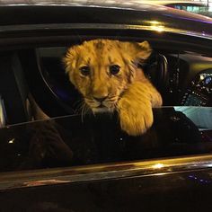 a stuffed lion sitting in the drivers seat of a car with its head sticking out