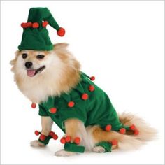 a small dog dressed up in a green christmas sweater and red socks with decorations on it