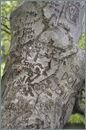 an old rock with writing on it and trees in the backgroung area