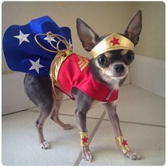 a small dog dressed up like wonder woman