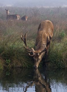 two deer drinking water from a small pond