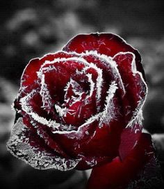 a red rose with frost on it's petals