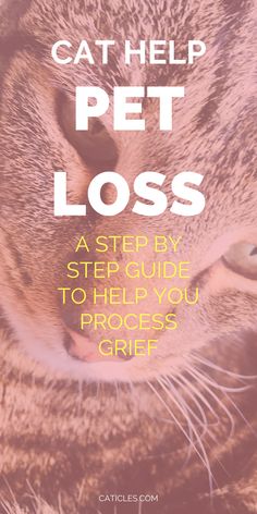 I offer my pet loss support to those in needI have said goodbye to many pets over the yearsMy heart is with youDealing with pet loss is difficultPet loss grief can take overbut these 6 tips will help mend your heartLearn how to say goodbye to petsDifferent ways to get over a dead cat and pet loss memorial ideasPet loss sympathy gifts and messages for friends and family to send your pet off the right waypetloss catcaretips catmom catlovers pethealth My Cat Died, Cat Memorial Ideas, Cat Died, Decadent Cheesecake, I Feel Guilty, Recipe Cheesecake, Cat Problems, Calming Cat, Heath Bars