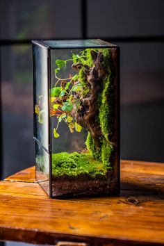 an aquarium filled with moss and plants on top of a wooden table