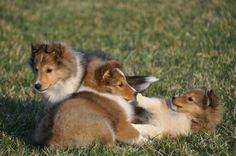 three puppies are laying in the grass and one is looking at its own reflection