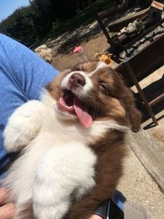 a person holding a small brown and white dog with its mouth open in front of the camera