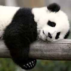 a panda bear sleeping on top of a tree branch