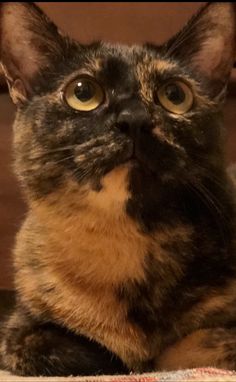 a close up of a cat laying on the ground with its eyes wide open and looking at the camera