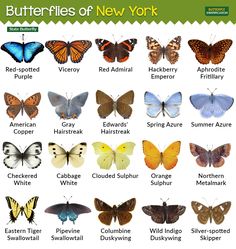 the butterflies of kentucky are shown in this poster