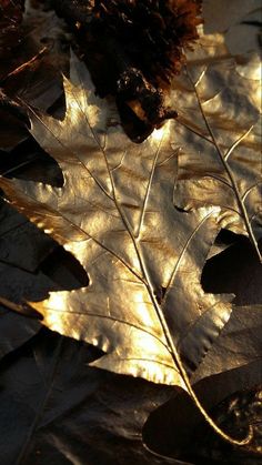 the sun is shining on some leaves