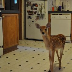 a young deer standing in the middle of a kitchen