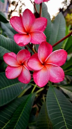 pink flowers with green leaves in the background