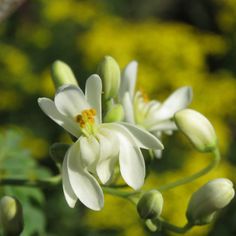 some white flowers are blooming in the sun