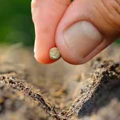 a person's finger pointing at a tiny object on the ground with dirt all over it