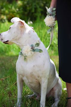 a white dog sitting in the grass with flowers on it's collar