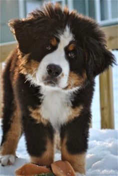 a brown and white dog standing in the snow