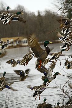 a flock of ducks flying over a body of water