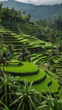 rice terraces in the mountains with palm trees on each side and green grass covering them