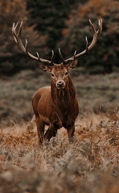 a large red deer standing on top of a dry grass covered field with trees in the background