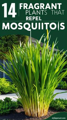 14 beautiful and easy-to-grow mosquito repelling plants perfect for adding elegance and creating a natural insect repellant yard. These mosquito plants and plants that repel bugs double as stylish outdoors decor while offering effective natural mosquito repellant solutions. Plants That Repel Mosquitoes, Repel Mosquitos, Diy Mosquito Repellent, Mosquito Repelling, Fragrant Plant, Natural Insect Repellant, Bug Spray