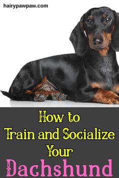 a black and brown dachshund laying down with the words how to train and socialize your dachshund