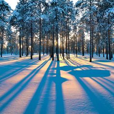 the sun is shining through the trees in the snow