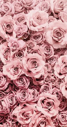 a large group of pink roses are in the middle of this photo, and there is no image on it