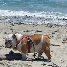 a brown and white dog standing on top of a sandy beach