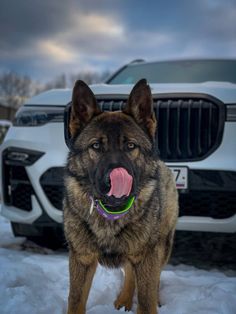 a large dog standing in the snow with its tongue out and his tongue hanging out