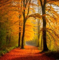 a path in the middle of a forest with yellow leaves on it's sides