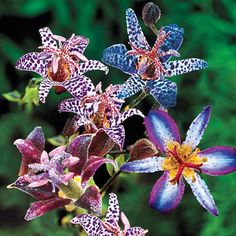 two purple and blue flowers with green leaves in the backgrounnd, one flower has yellow stamens on it