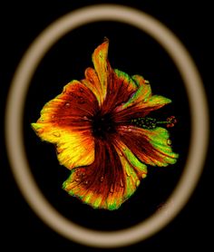 an image of a flower that is in the middle of a circular frame on a black background