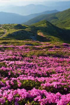 pink flowers blooming on the side of a mountain