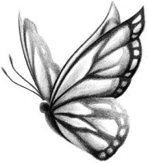 a black and white photo of a butterfly