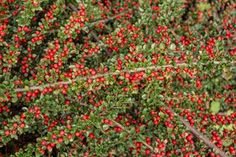 small red berries are growing on the bush