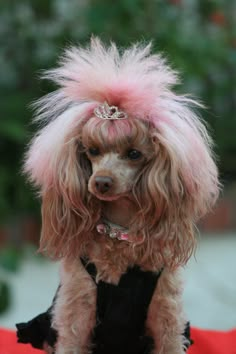 a poodle with pink hair and a tiara