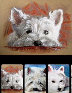 four different pictures of a white dog