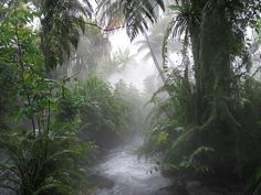 a river running through a lush green forest filled with lots of trees and plants on a foggy day