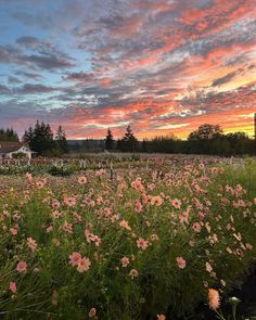 a field full of pink flowers under a colorful sky with clouds and trees in the background