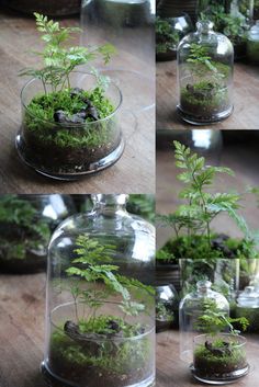 several images of plants in glass domes on a wooden table with rocks and moss growing out of them